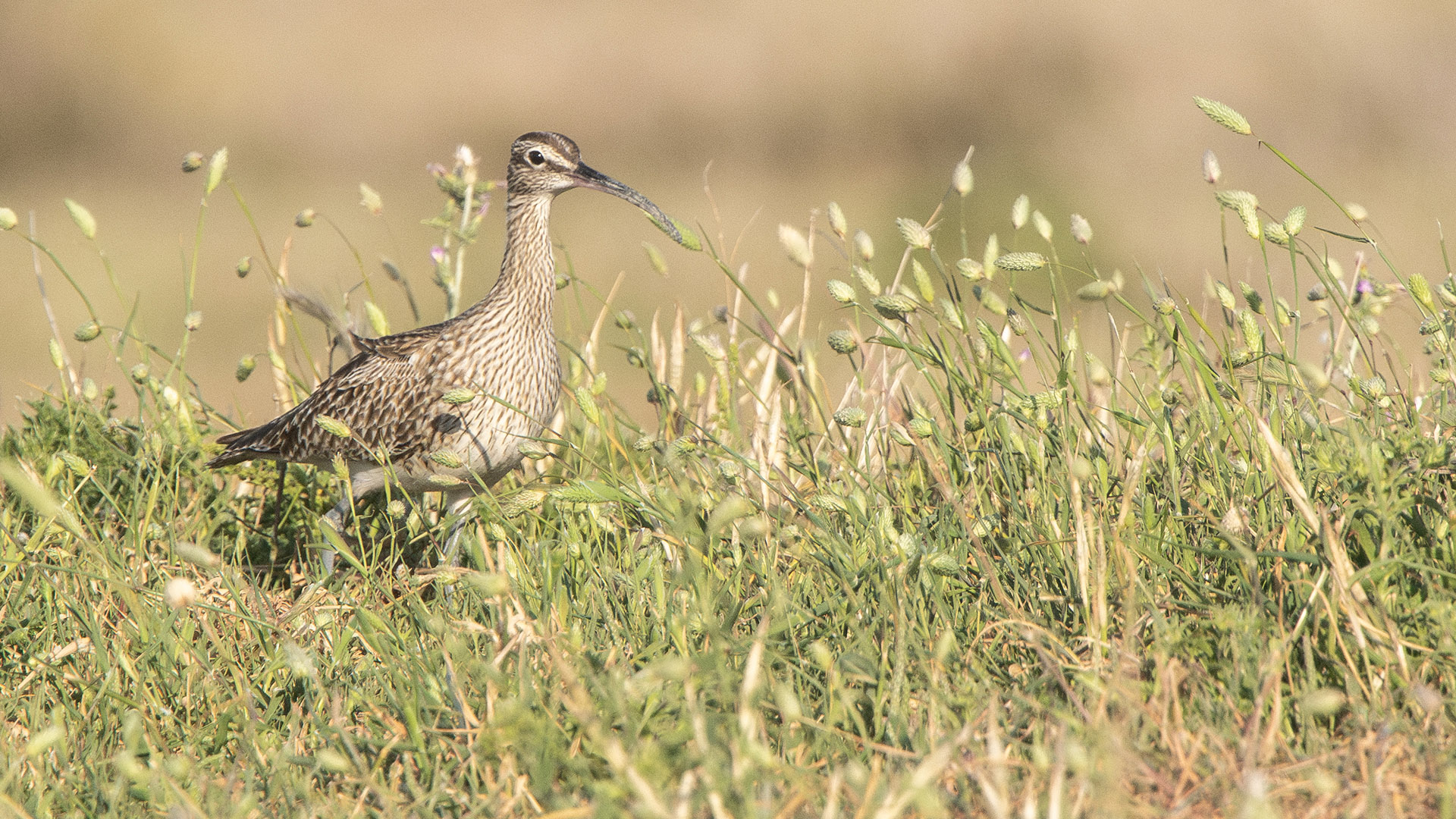 Whimbrel